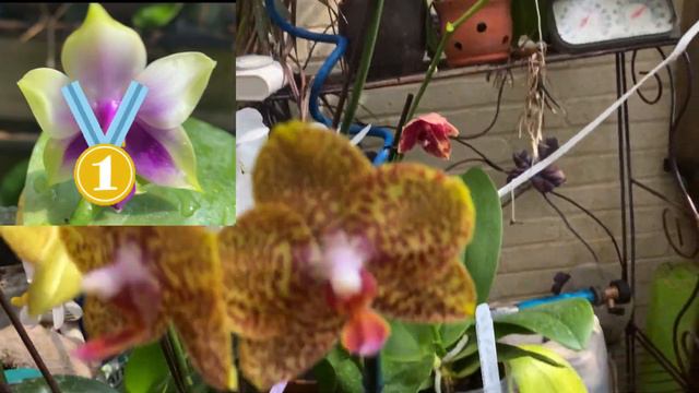 FRIDAY’S MOST FRAGRANTEST ORCHID..right now #fragrantphalaenopsis #encyclia #FRAGRANCE смотреть онлайн