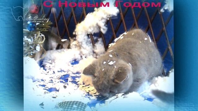 Елку, снег и волшебство - все желают в Рождество! И котята тоже. смотреть онлайн