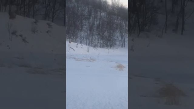 Цапли прилетели на Сахалин смотреть онлайн