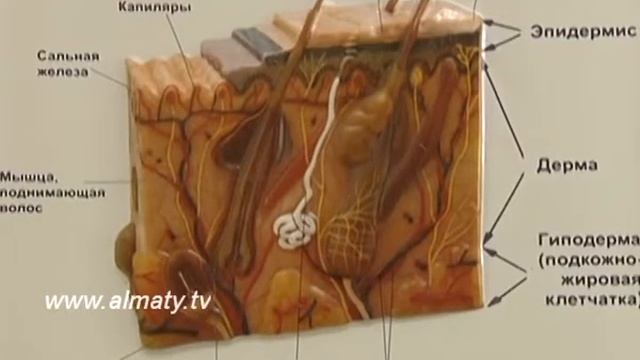 Запрет на газировку смотреть онлайн