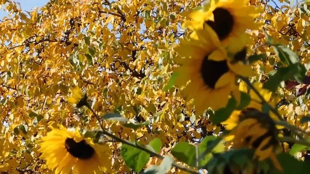 Алла нехотя отключила умирающую дочь от аппарата. А спустя 5 лет, заметив одну деталь как у дочери. смотреть онлайн
