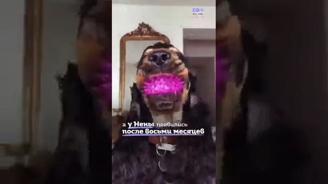 ?СОБАКИ С ДЛИННЫМИ РЕСНИЦАМИ!? смотреть онлайн