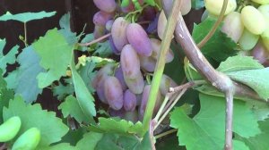 Сорт Винограда Юлиан