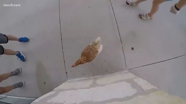 Chickens to the rescue amid cricket invasion смотреть онлайн