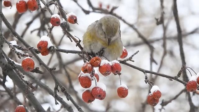 КЛЕСТЫ В ЦЕНТРЕ ЕКАТЕРИНБУРГА смотреть онлайн