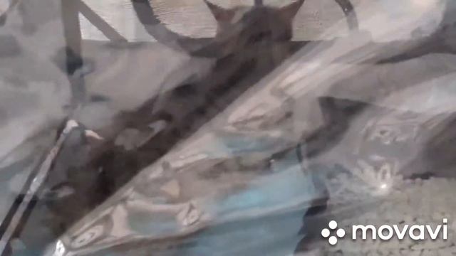 Выставка кошек 26 Сентября 2020 года. смотреть онлайн