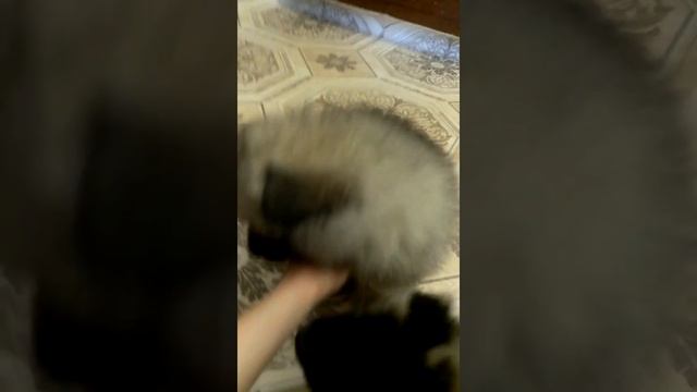 Вольфшпиц кеесхонд щенки Знакомство с пометом смотреть онлайн