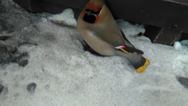 Пьяный свиристель. смотреть онлайн