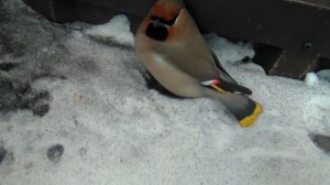 Пьяный свиристель.