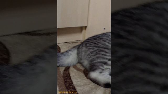 Вся история кота мои руки не крылья смотреть онлайн