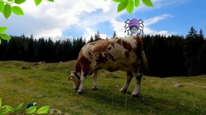 МУ-МУ мычит КОРОВА, для детей $ how the cow hums Mu Mu