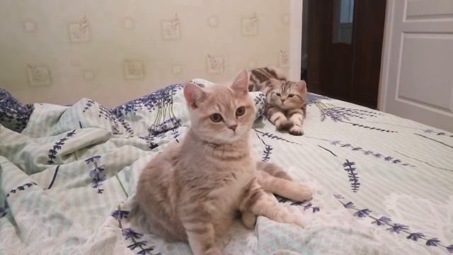 Британские котята Ксюша и Мишка смотреть онлайн