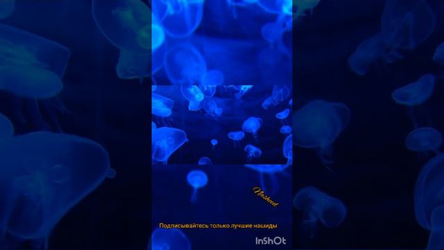 🎵 красивый нашид 🌺مبحر في ذكرياتي🎵 смотреть онлайн