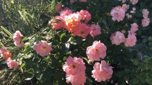 Роза BORDURE CAMAIEU Бордюр Камей