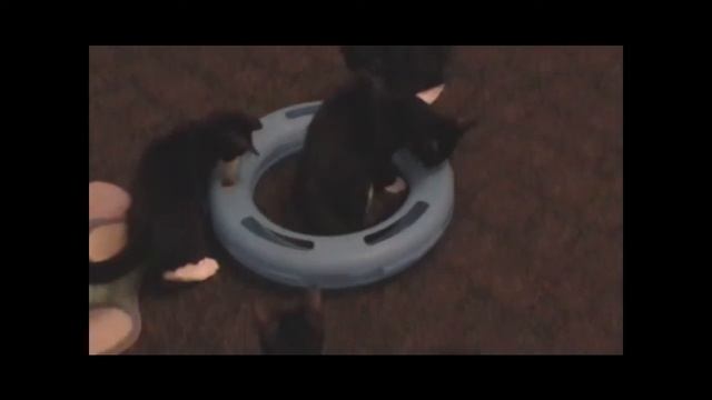 4 Player Circle Ball смотреть онлайн