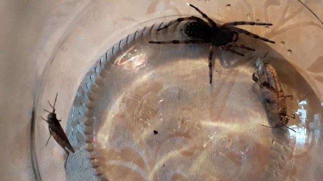 Найцікавіше відео про тарантула. Як живе тарантул. Тарантул в банці. Роздивитись тарантула. смотреть онлайн