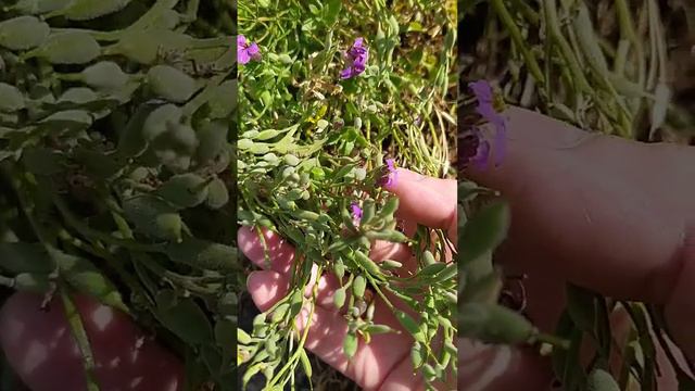 Обриетта- обрезка после цветения смотреть онлайн