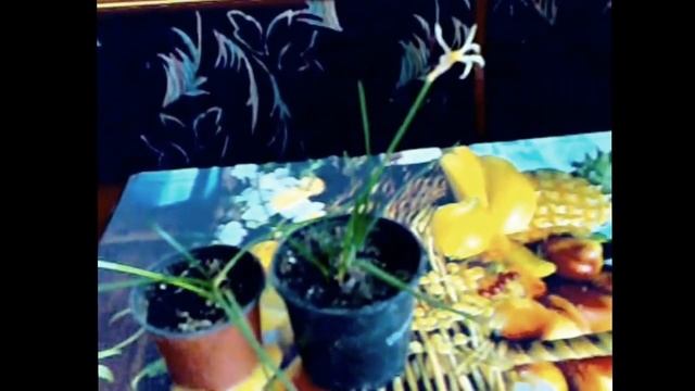 Зефирантес немного о растении и его семенах смотреть онлайн