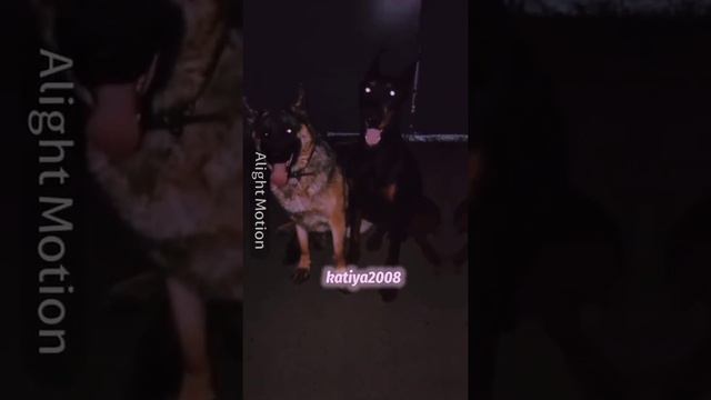 Немецкая овчарка и доберман 💞 смотреть онлайн