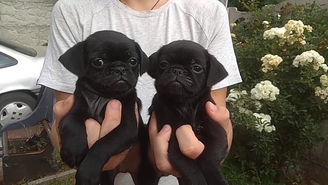 Черные мальчики Гриффон.Пти Брабансон.Свободны.(2) смотреть онлайн