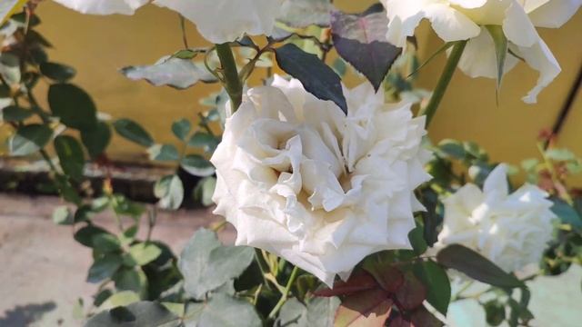 Tineke Rose | Exhibition level rose variety Tineke | White Roses | Tineke is best Cut flowers смотреть онлайн