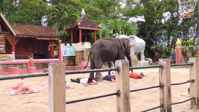 Шоу слонов. Самое смешное - в конце ролика! Тайланд. Пхукет. смотреть онлайн