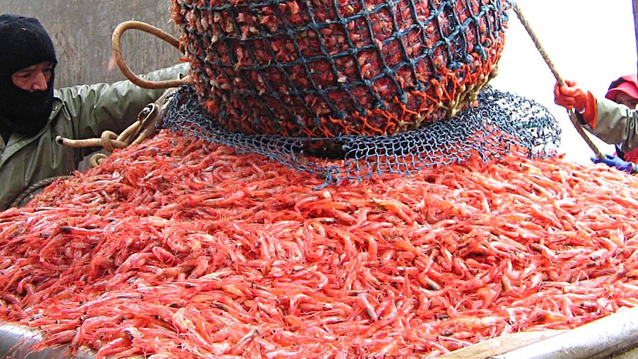 Как добывают северную креветку смотреть онлайн