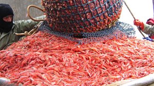 Как добывают северную креветку