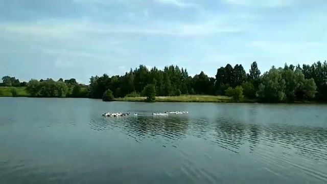 Гуси Лебеди на пруду смотреть онлайн