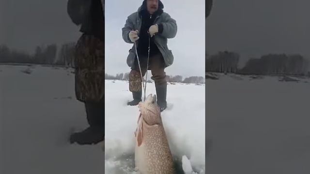 Поймали щуку длиной (полтора метра), подледная рыбалка. смотреть онлайн