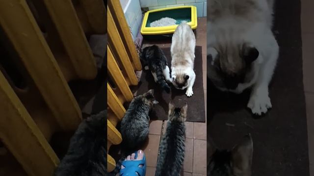 Унесу в сарайку, не замерзнут, ! там и крысы и молочкр, !