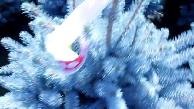 16 709 Ель колючая голубая в горшке 0.80 – 1.00 м. смотреть онлайн