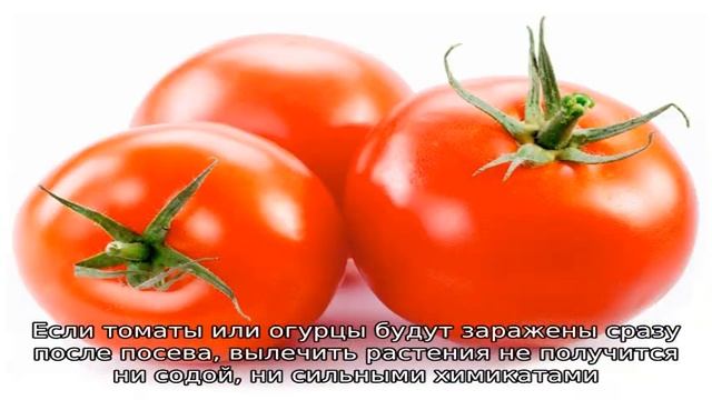 Сода для рассады помидоров
