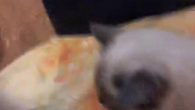Когда мая кошка хочет кота :) смотреть онлайн