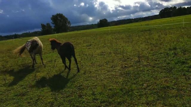Прогулка по "Академии Vitality". Самое красивое место Латвии смотреть онлайн