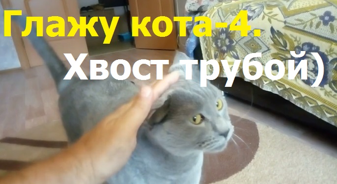 2723 Глажу котика британская порода кот трубой хвост социальное животное радуется мяукает пять 5 лет