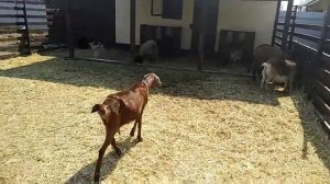 Молоко нубийских коз. Чем отличается.