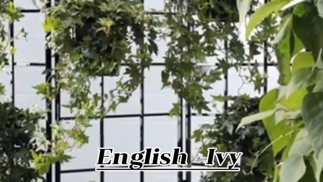Top Ten Best Indoor Plants l tunay na buhay vlog смотреть онлайн