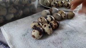 Инкубационные перепелиные яйца