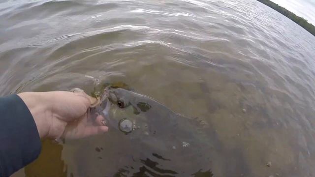 Topwater Smallmouth Bass Fishing!! смотреть онлайн