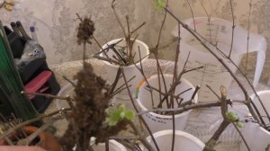 Черенкую и укореняю декоративные кустарники. На очереди СНЕЖНОЯГОДНИК