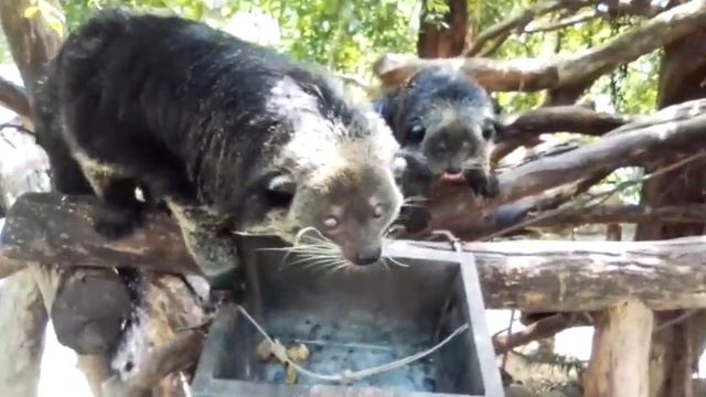 Бинтуронг (Binturong). Животные Таиланда смотреть онлайн
