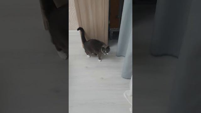 Папито уже его не ставляет 🤣 смотреть онлайн