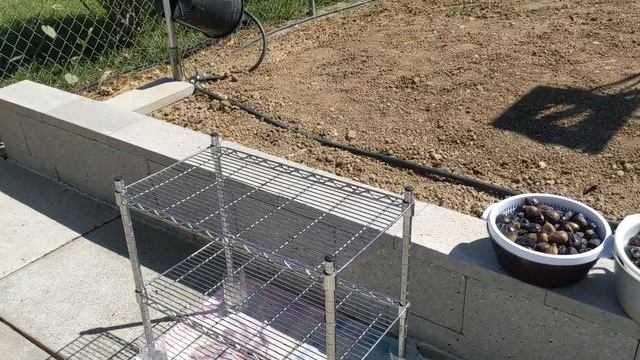 Турецкий способ сушки инжира. Dry figs... смотреть онлайн