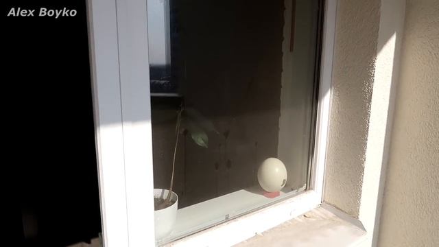 Робот мойщик окон против очень грязного окна и улик преступления! Hobot 2S смотреть онлайн