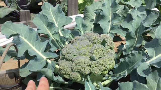 ВЫРАЩИВАНИЕ КАПУСТЫ БРОККОЛИ! смотреть онлайн