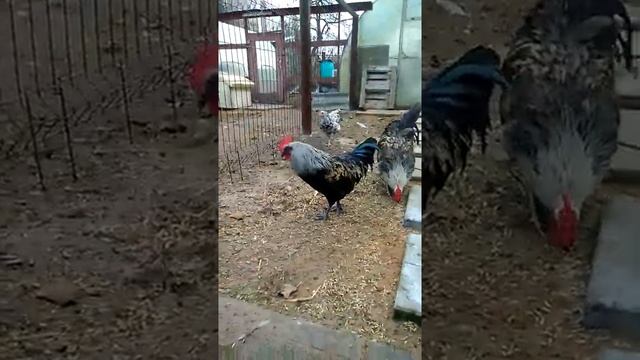 Сильверудд блю, куры несущие зеленые яйца, Любимые куры моего мужа смотреть онлайн