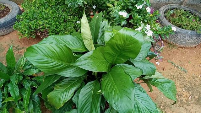 Lirio da paz- dicas importantes para o sucesso do seu cultivo. смотреть онлайн