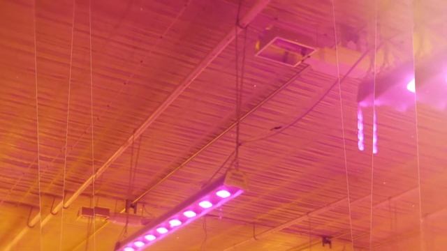 Plantalux Red Naomi Roses 2019 - Russian subtitles смотреть онлайн