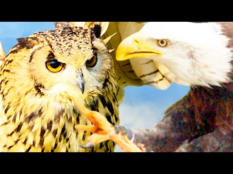Злейшие враги уже 36 миллионов лет. Кто сильнее сова или орел? смотреть онлайн